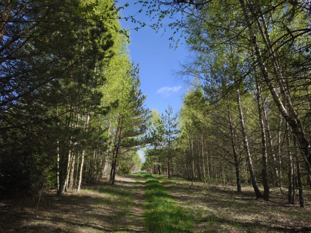 Parduodamas 4,43ha išpuoselėtas sklypas Pabaldiškio k., Balninkų sen., Molėtų raj.
