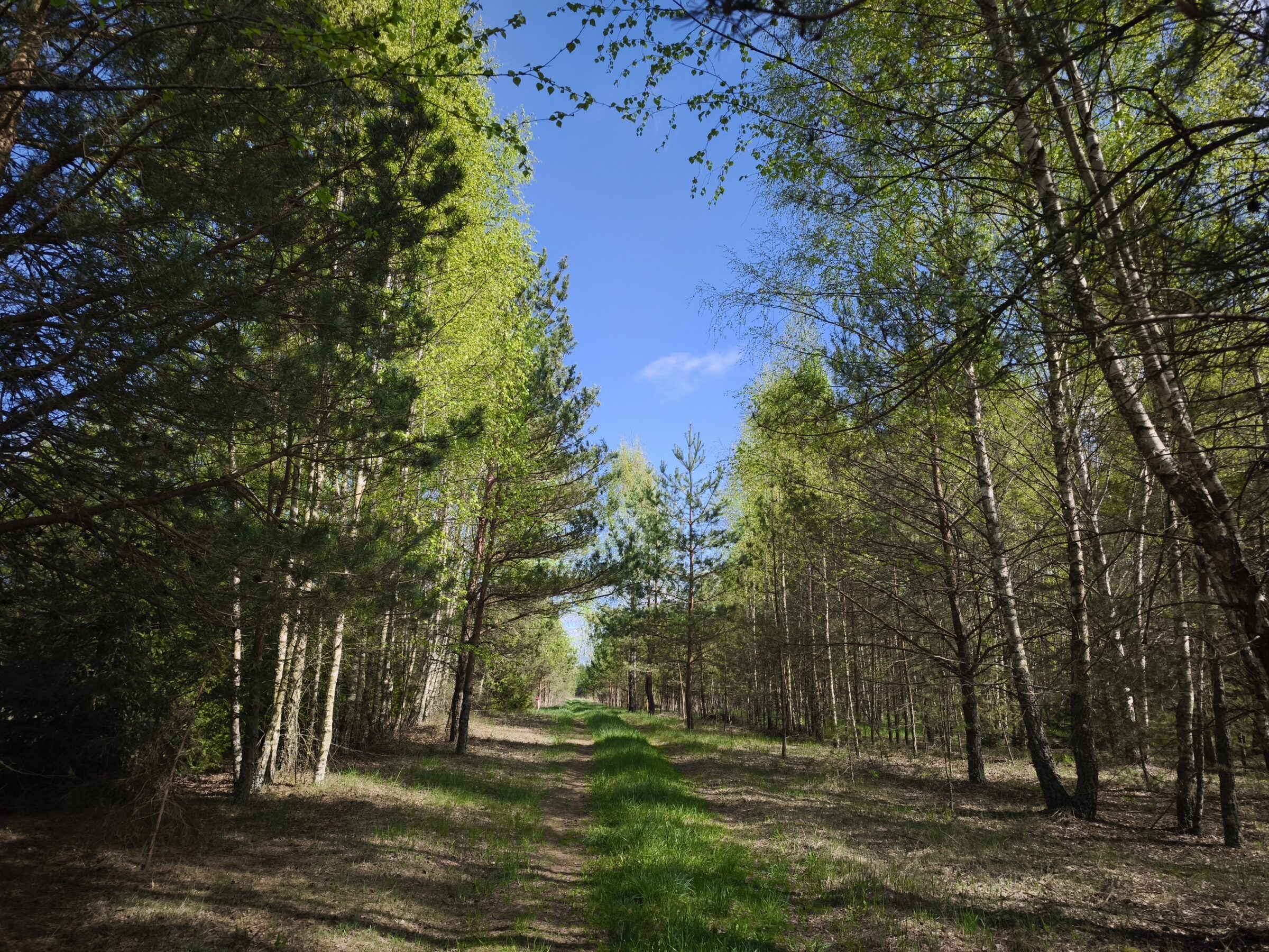 Parduodamas 4,43ha išpuoselėtas sklypas Pabaldiškio k., Balninkų sen., Molėtų raj.