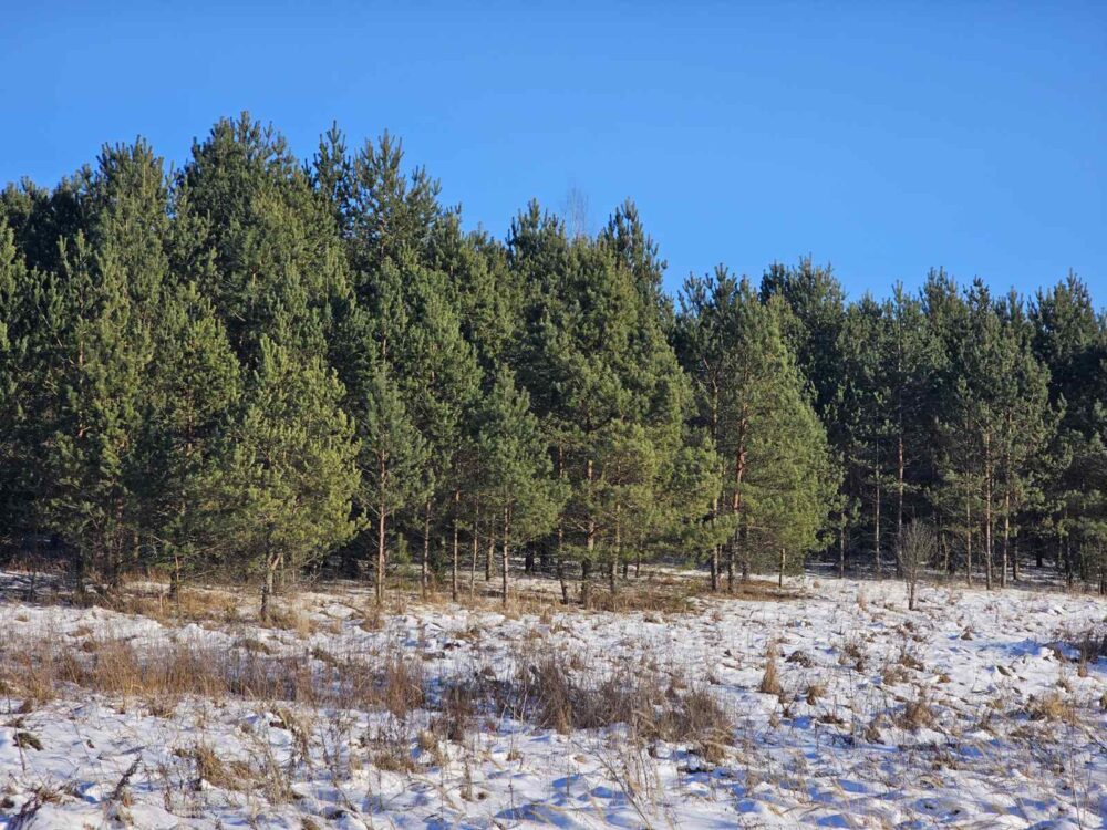 Parduodamas 0.97 ha žemės ūkio paskirties sklypas miškų apsuptyje Ažuprūdžio kaime, Utenos rajone.