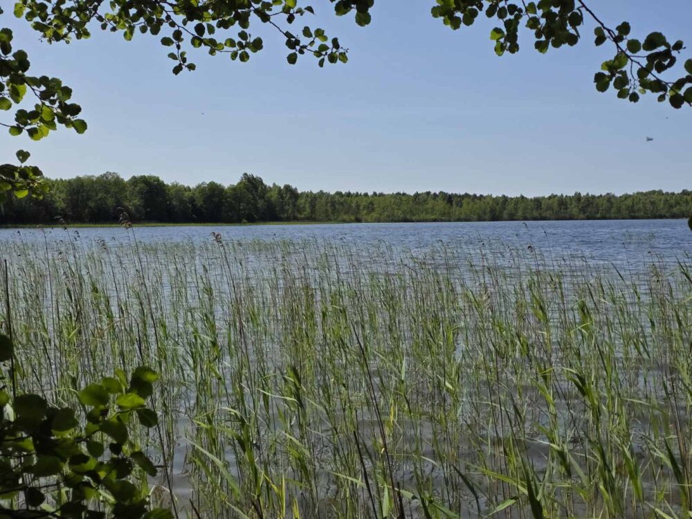 Parduodamas išskirtinis 1,83 ha žemės ūkio paskirties sklypas su Ažvinčio ežero pakrante Ignalinos rajone.