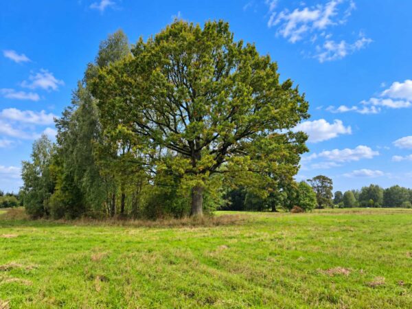 PARDUODAMAS 5,59 HA SKLYPAS SU ŠVENTOSIOS UPĖS PAKRANTE
